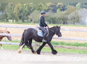 Tinker, Wallach, 4 Jahre, 130 cm, Rappe
