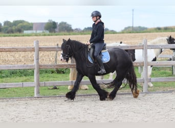 Tinker, Wallach, 4 Jahre, 130 cm, Rappe