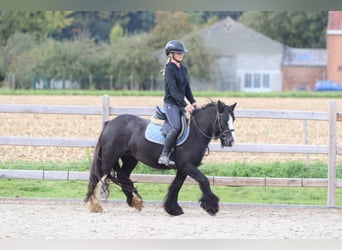 Tinker, Wallach, 4 Jahre, 130 cm, Rappe