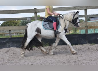 Tinker, Wallach, 4 Jahre, 130 cm, Schecke