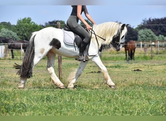 Tinker, Wallach, 4 Jahre, 130 cm, Schecke
