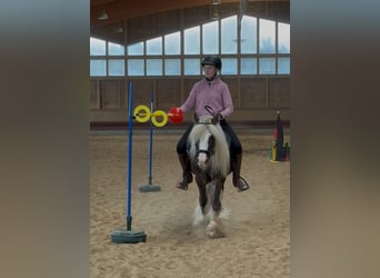 Tinker, Wallach, 4 Jahre, 132 cm, Dunkelfuchs