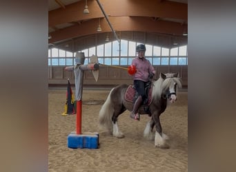 Tinker, Wallach, 4 Jahre, 132 cm, Dunkelfuchs