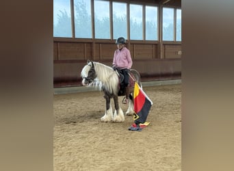Tinker, Wallach, 4 Jahre, 132 cm, Dunkelfuchs