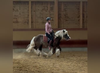 Tinker, Wallach, 4 Jahre, 132 cm, Dunkelfuchs
