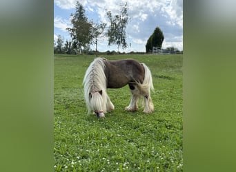 Tinker, Wallach, 4 Jahre, 132 cm, Dunkelfuchs