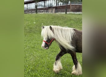 Tinker, Wallach, 4 Jahre, 132 cm, Dunkelfuchs