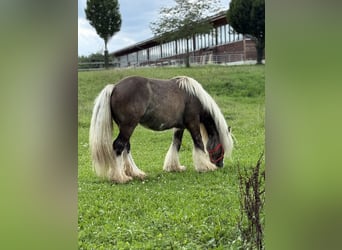 Tinker, Wallach, 4 Jahre, 132 cm, Dunkelfuchs
