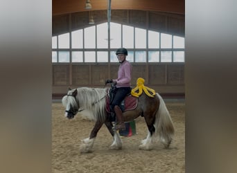 Tinker, Wallach, 4 Jahre, 132 cm, Dunkelfuchs