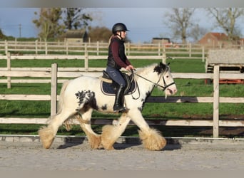 Tinker, Wallach, 4 Jahre, 132 cm, Schecke