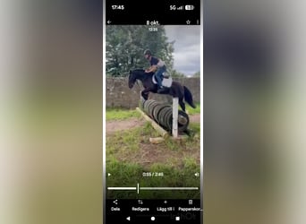 Tinker, Wallach, 4 Jahre, 133 cm, Rappe