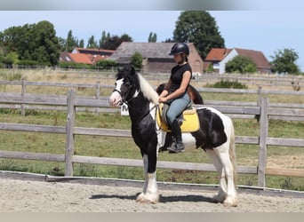 Tinker, Wallach, 4 Jahre, 133 cm, Schecke