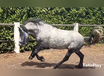 Tinker Mix, Wallach, 4 Jahre, 135 cm, Apfelschimmel