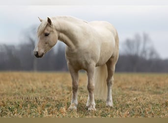 Tinker Mix, Wallach, 4 Jahre, 135 cm, Palomino