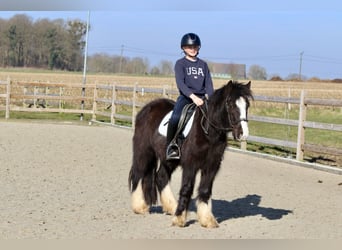 Tinker, Wallach, 4 Jahre, 135 cm, Rappe