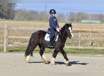 Tinker, Wallach, 4 Jahre, 135 cm, Rappe