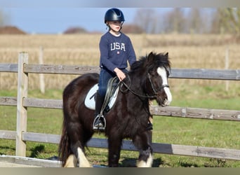 Tinker, Wallach, 4 Jahre, 135 cm, Rappe