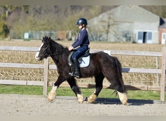 Tinker, Wallach, 4 Jahre, 135 cm, Rappe