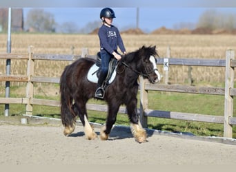 Tinker, Wallach, 4 Jahre, 135 cm, Rappe