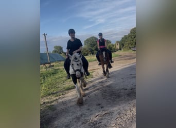 Tinker, Wallach, 4 Jahre, 135 cm, Schecke