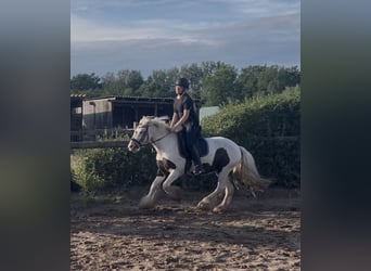 Tinker, Wallach, 4 Jahre, 135 cm, Schecke