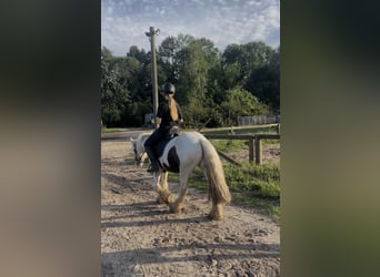 Tinker, Wallach, 4 Jahre, 135 cm, Schecke