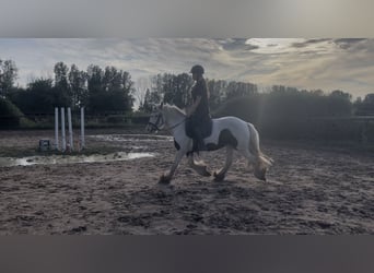 Tinker, Wallach, 4 Jahre, 135 cm, Schecke