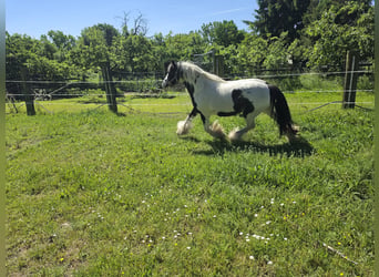 Tinker, Wallach, 4 Jahre, 136 cm, Schecke