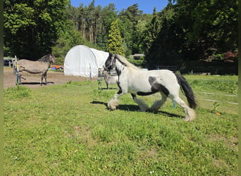 Tinker, Wallach, 4 Jahre, 136 cm, Schecke