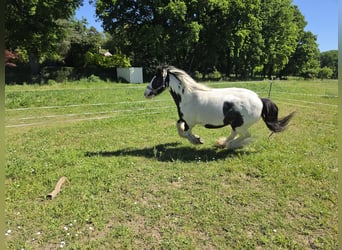 Tinker, Wallach, 4 Jahre, 136 cm, Schecke