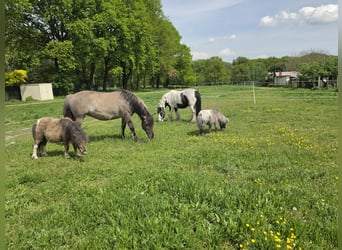 Tinker, Wallach, 4 Jahre, 136 cm, Schecke