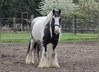 Tinker, Wallach, 4 Jahre, 136 cm, Schecke