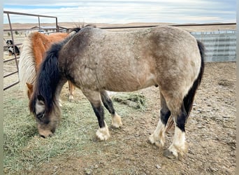 Tinker Mix, Wallach, 4 Jahre, 137 cm, Buckskin