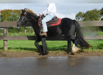 Tinker, Wallach, 4 Jahre, 137 cm, Rappe