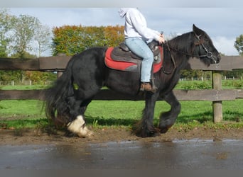 Tinker, Wallach, 4 Jahre, 137 cm, Rappe