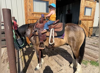 Tinker Mix, Wallach, 4 Jahre, 137 cm