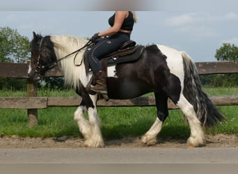 Tinker, Wallach, 4 Jahre, 138 cm, Schecke