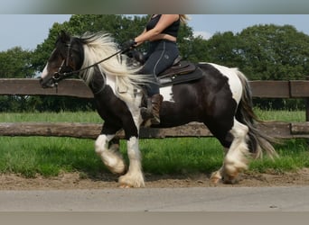 Tinker, Wallach, 4 Jahre, 138 cm, Schecke