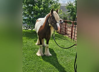 Tinker, Wallach, 4 Jahre, 140 cm, Schecke
