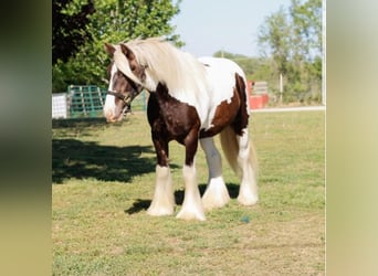 Tinker, Wallach, 4 Jahre, 140 cm, Schecke