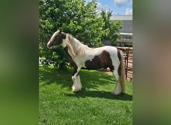 Tinker, Wallach, 4 Jahre, 140 cm, Schecke