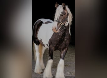 Tinker, Wallach, 4 Jahre, 140 cm, Schecke