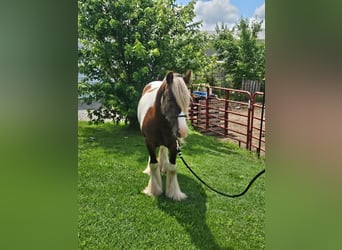 Tinker, Wallach, 4 Jahre, 140 cm, Schecke