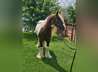 Tinker, Wallach, 4 Jahre, 140 cm, Schecke
