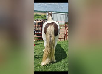 Tinker, Wallach, 4 Jahre, 140 cm, Schecke