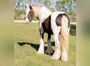 Tinker, Wallach, 4 Jahre, 140 cm, Schecke