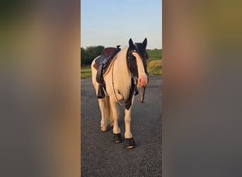 Tinker, Wallach, 4 Jahre, 140 cm, White