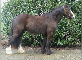Tinker, Wallach, 4 Jahre, 141 cm, Schwarzbrauner