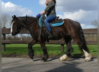 Tinker, Wallach, 4 Jahre, 141 cm, Schwarzbrauner