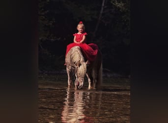 Tinker, Wallach, 4 Jahre, 142 cm, Apfelschimmel